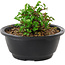 Chaenomeles speciosa, 10 cm, ± 25 anni