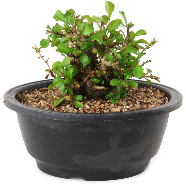 Chaenomeles speciosa, 10 cm, ± 25 years old
