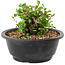 Chaenomeles speciosa, 10 cm, ± 25 jaar oud