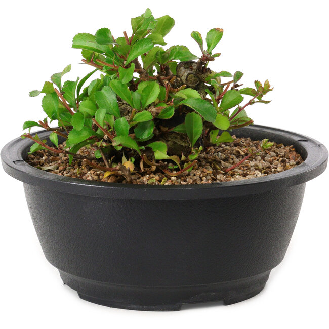 Chaenomeles speciosa, 10 cm, ± 25 jaar oud