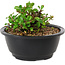 Chaenomeles speciosa, 10 cm, ± 25 jaar oud