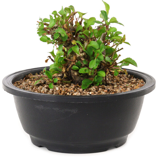 Chaenomeles speciosa, 10 cm, ± 25 years old