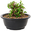 Chaenomeles speciosa, 10 cm, ± 25 years old