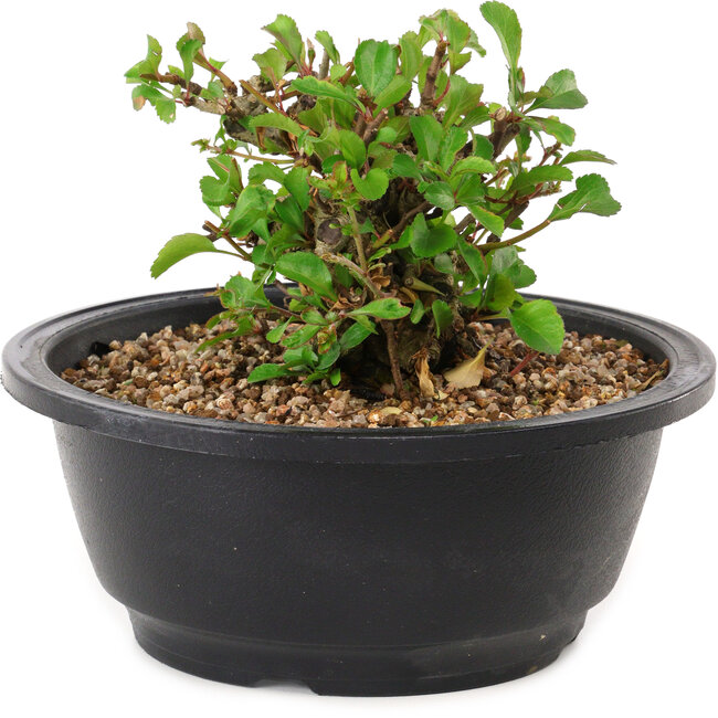 Chaenomeles speciosa, 10 cm, ± 25 anni