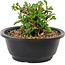 Chaenomeles speciosa, 10 cm, ± 25 years old