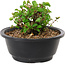 Chaenomeles speciosa, 10 cm, ± 25 Jahre alt