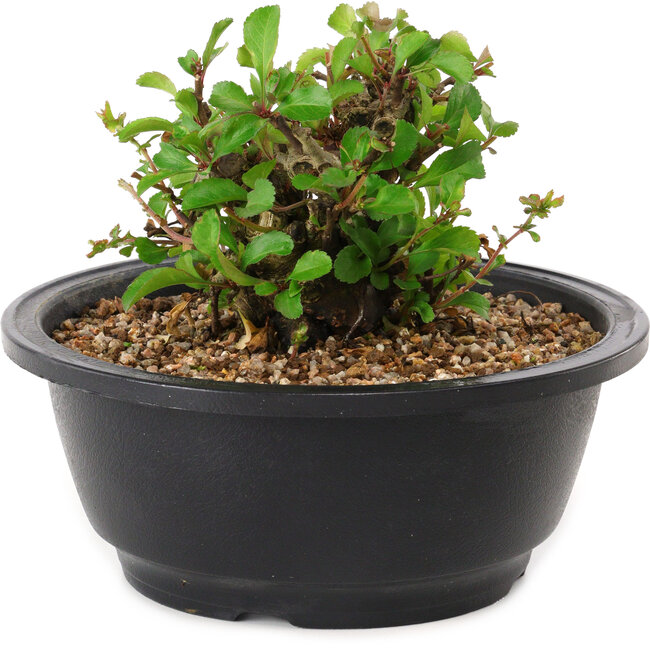 Chaenomeles speciosa, 10 cm, ± 25 anni