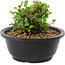 Chaenomeles speciosa, 10 cm, ± 25 jaar oud