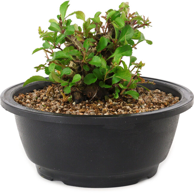 Chaenomeles speciosa, 10 cm, ± 25 Jahre alt