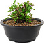 Chaenomeles speciosa, 10 cm, ± 25 years old