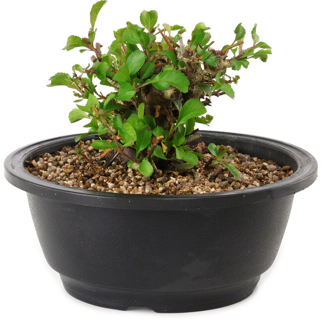 Chaenomeles speciosa, 10 cm, ± 25 jaar oud