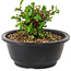 Chaenomeles speciosa, 10 cm, ± 25 years old