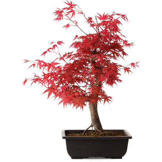 Acer palmatum deshojo, 40 cm, ± 10 years old