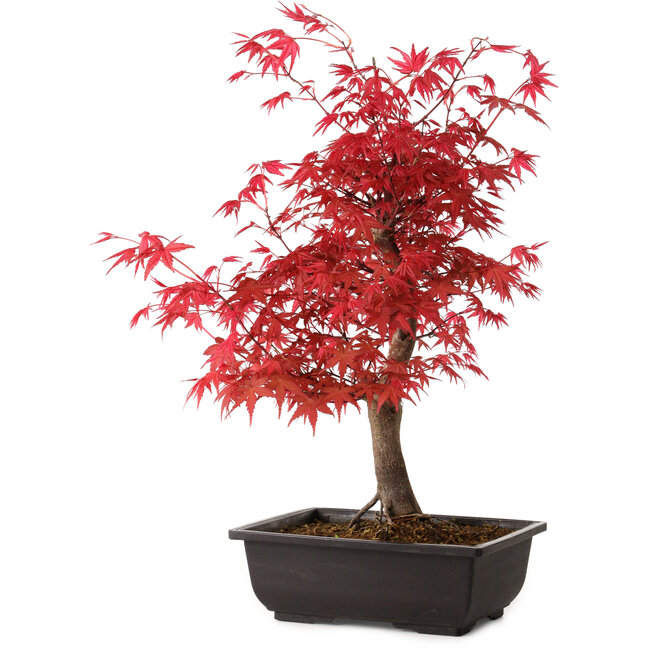 Acer palmatum deshojo, 40 cm, ± 10 anni, con nebari di 4 cm