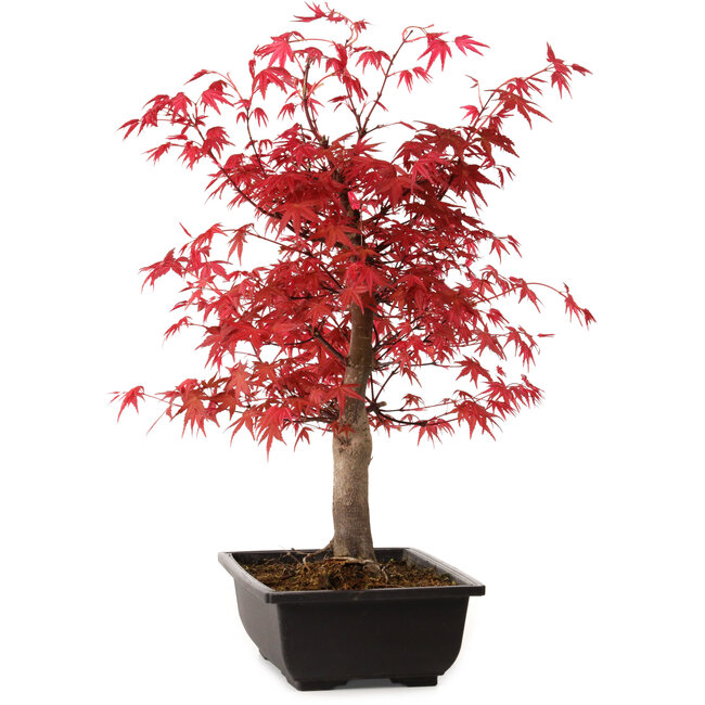 Acer palmatum deshojo, 40 cm, ± 10 Jahre alt, mit einem Wurzelhals von 4 cm
