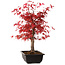 Acer palmatum deshojo, 40 cm, ± 10 años de edad, con un nebari de 4 cm