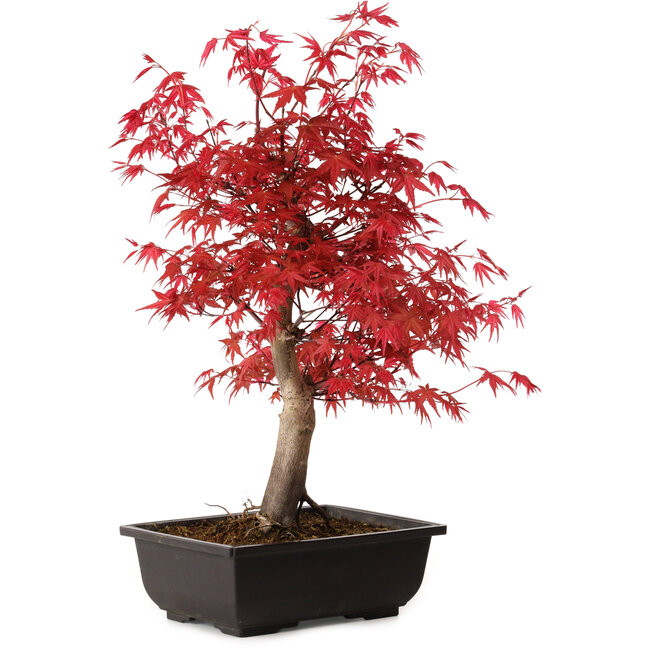 Acer palmatum deshojo, 40 cm, ± 10 anni, con nebari di 4 cm