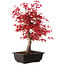Acer palmatum deshojo, 40 cm, ± 10 jaar oud, met een nebari van 4 cm