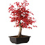 Acer palmatum deshojo, 40 cm, ± 10 Jahre alt, mit einem Wurzelhals von 4 cm