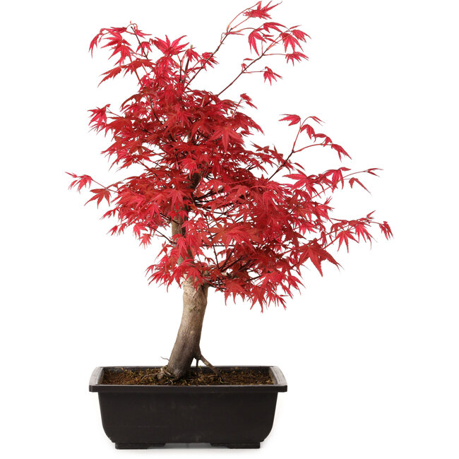 Acer palmatum deshojo, 40 cm, ± 10 ans, avec un nebari de 4 cm