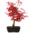 Acer palmatum deshojo, 40 cm, ± 10 años de edad, con un nebari de 4 cm
