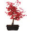 Acer palmatum deshojo, 40 cm, ± 10 jaar oud, met een nebari van 4 cm