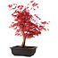 Acer palmatum deshojo, 40 cm, ± 10 years old, with a nebari of 4 cm