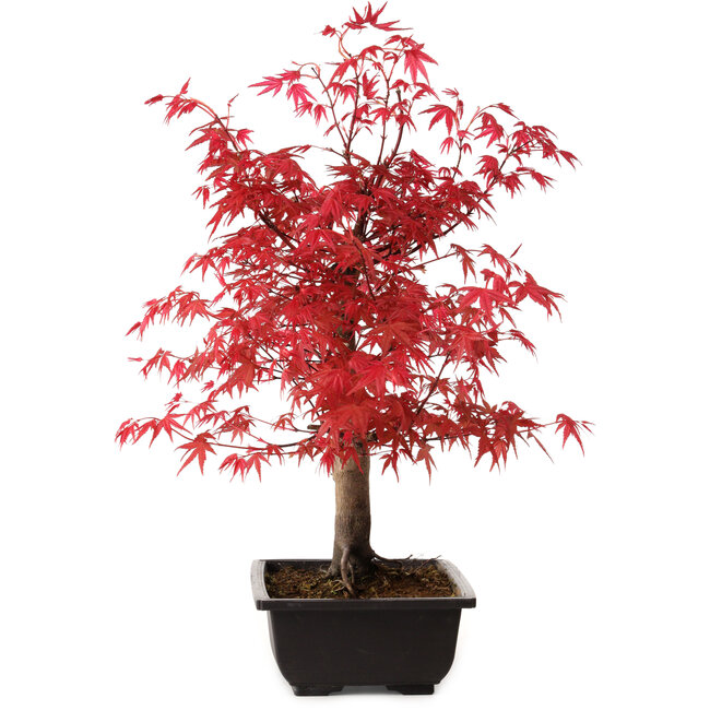 Acer palmatum deshojo, 40 cm, ± 10 anni, con nebari di 4 cm