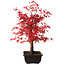Acer palmatum deshojo, 40 cm, ± 10 Jahre alt, mit einem Wurzelhals von 4 cm
