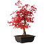 Acer palmatum deshojo, 40 cm, ± 10 anni, con nebari di 4 cm