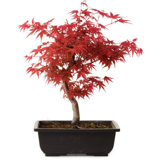 Acer palmatum deshojo, 40 cm, ± 10 anni