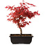 Acer palmatum deshojo, 40 cm, ± 10 jaar oud, met een nebari van 4 cm
