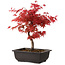 Acer palmatum deshojo, 40 cm, ± 10 años de edad, con un nebari de 4 cm