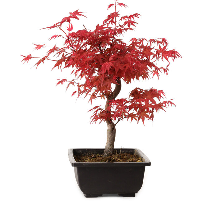 Acer palmatum deshojo, 40 cm, ± 10 years old, with a nebari of 4 cm