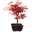 Acer palmatum deshojo, 40 cm, ± 10 ans, avec un nebari de 4 cm
