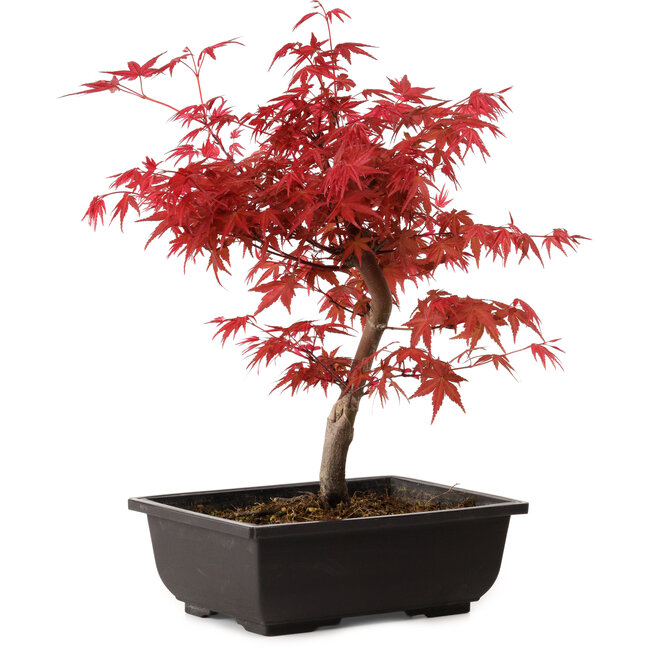 Acer palmatum deshojo, 40 cm, ± 10 años de edad, con un nebari de 4 cm