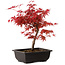 Acer palmatum deshojo, 40 cm, ± 10 ans, avec un nebari de 4 cm