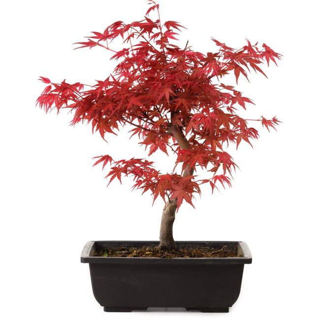Acer palmatum deshojo, 40 cm, ± 10 years old, with a nebari of 4 cm