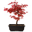 Acer palmatum deshojo, 40 cm, ± 10 Jahre alt, mit einem Wurzelhals von 4 cm