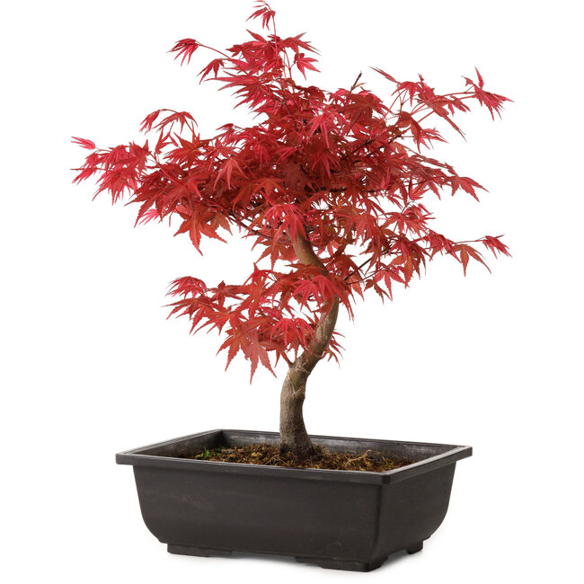 Acer palmatum deshojo, 40 cm, ± 10 years old, with a nebari of 4 cm