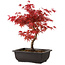 Acer palmatum deshojo, 40 cm, ± 10 Jahre alt, mit einem Wurzelhals von 4 cm