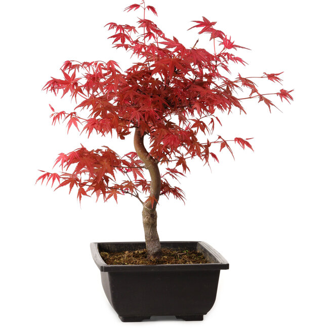 Acer palmatum deshojo, 40 cm, ± 10 years old, with a nebari of 4 cm