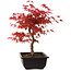 Acer palmatum deshojo, 40 cm, ± 10 jaar oud, met een nebari van 4 cm