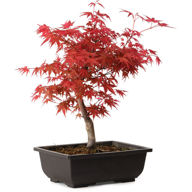 Acer palmatum deshojo, 40 cm, ± 10 anni, con nebari di 4 cm