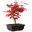 Acer palmatum deshojo, 40 cm, ± 10 anni, con nebari di 4 cm
