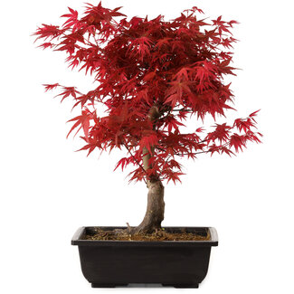 Acer palmatum deshojo, 40 cm, ± 10 años de edad