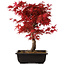 Acer palmatum deshojo, 40 cm, ± 10 anni, con nebari di 4 cm