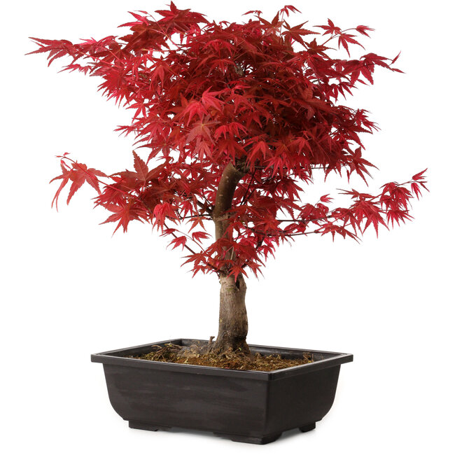 Acer palmatum deshojo, 40 cm, ± 10 ans, avec un nebari de 4 cm
