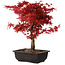Acer palmatum deshojo, 40 cm, ± 10 anni, con nebari di 4 cm
