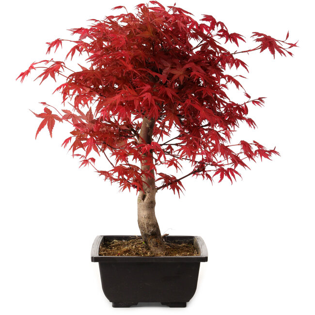 Acer palmatum deshojo, 40 cm, ± 10 años de edad, con un nebari de 4 cm